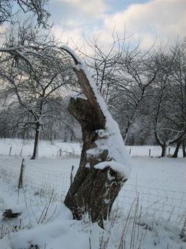 4g1012_arbre_mort_hiver_neige